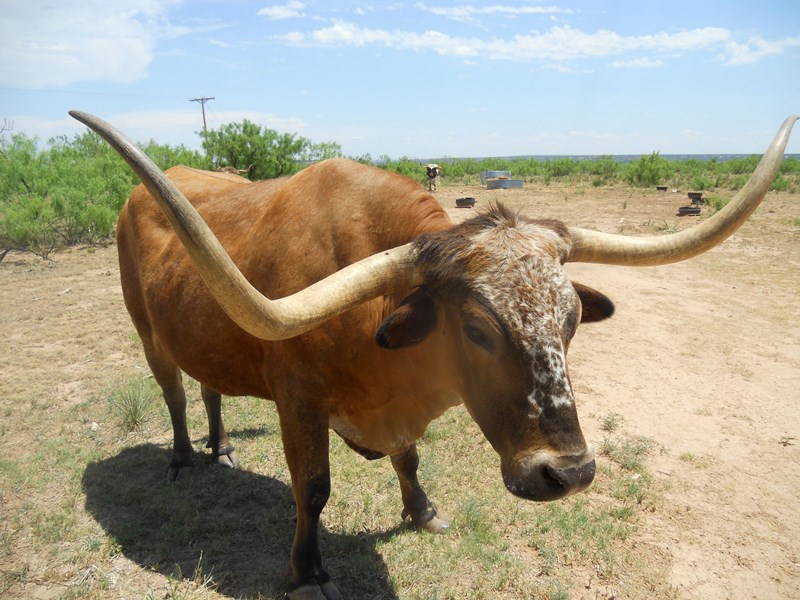 Long Horn in Palo Duro Canyon